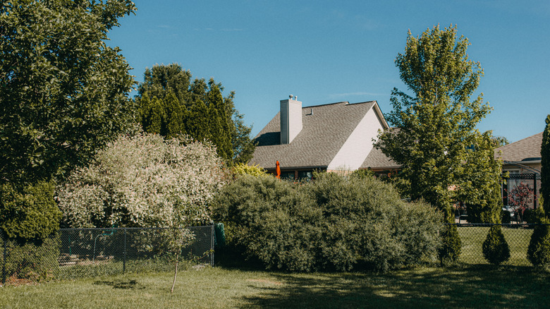 A yard with various trees and shrubs