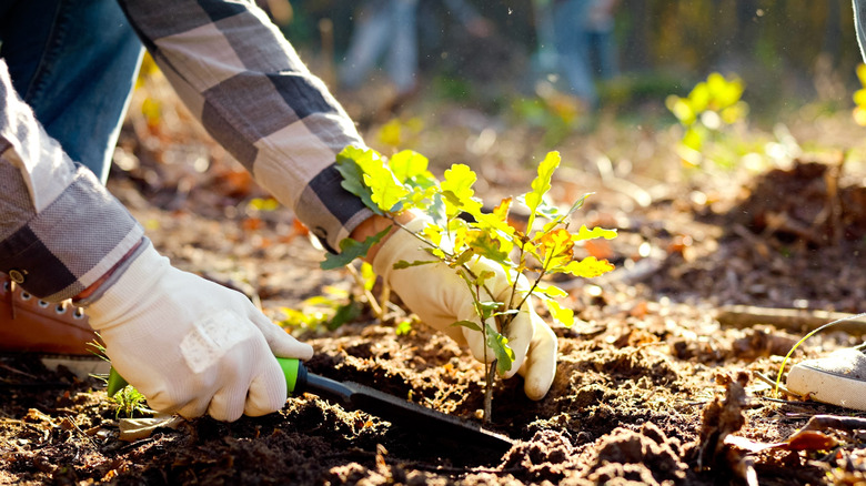 A gardener planting an oak seedling