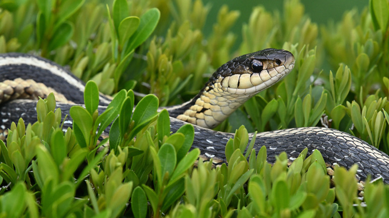 Snake in grass in yard