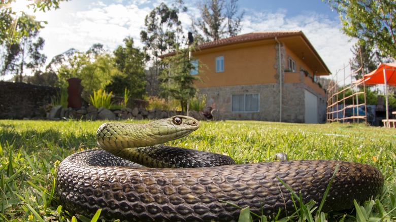 Snake with house in background