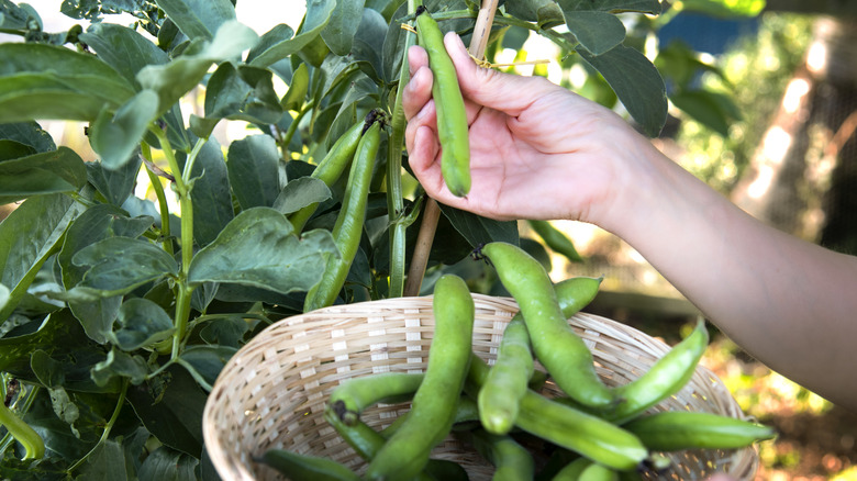 Hand harvesting ripe fava beans from plants