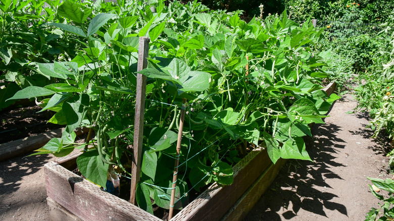 Bean plants growing in raised garden bed