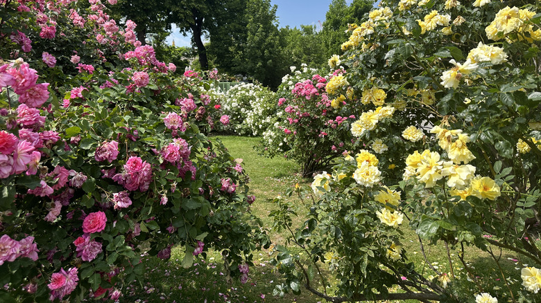 Rose bushes of different colors