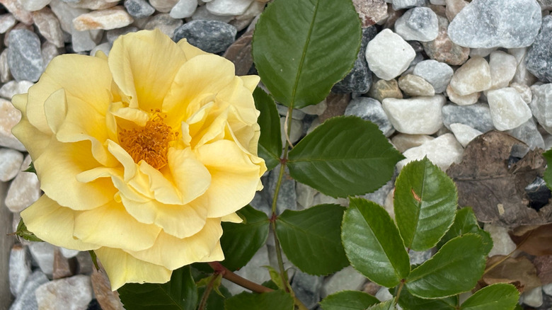 Yellow rose on gravel bed