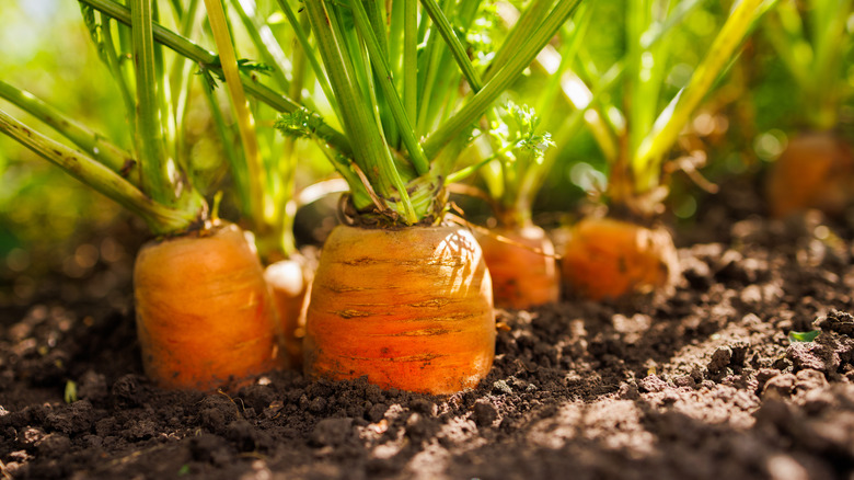 carrots growing in soil