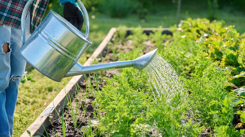 Watering crops in raised garden bed