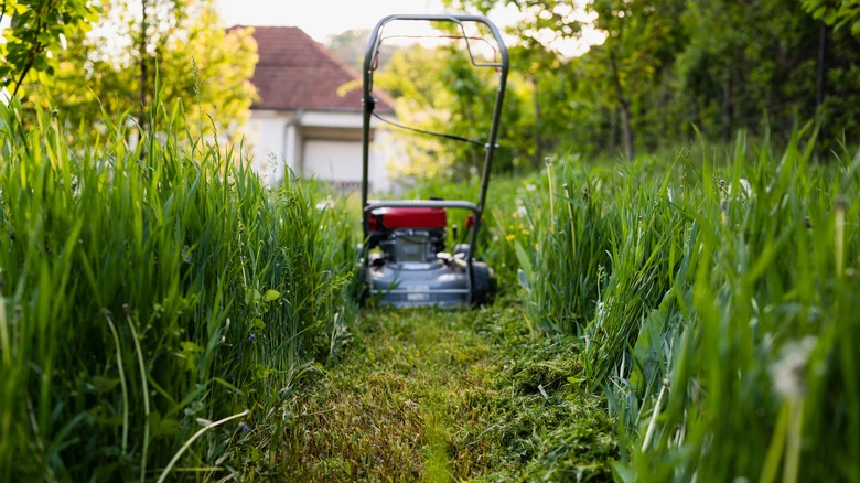 Overgrown grass with lawnmower