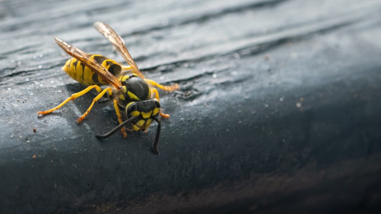 Wasp on porch