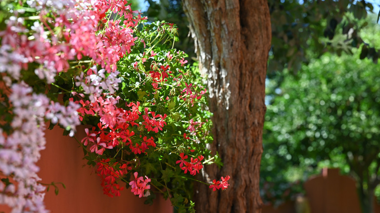 Ivy leaf geranium along fence
