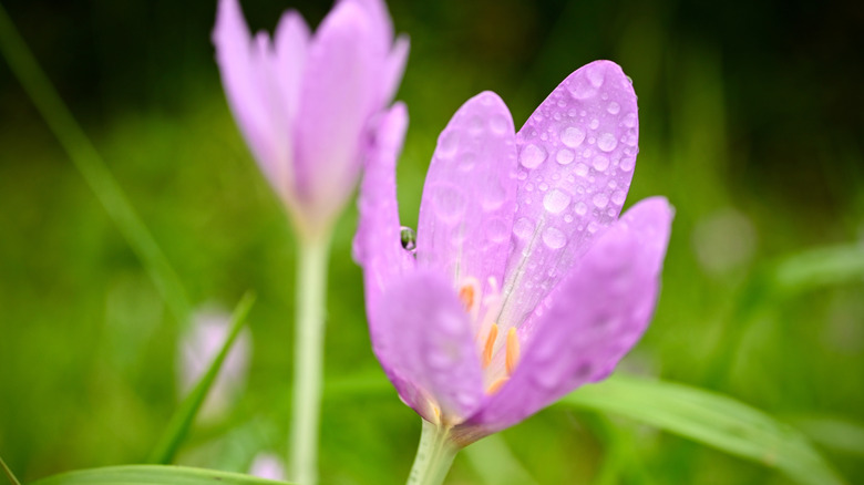 Colchicum in bloom in fall
