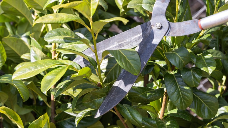 garden shears pruning a cherry laurel