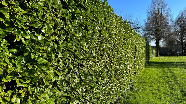 cherry laurel hedge in a backyard