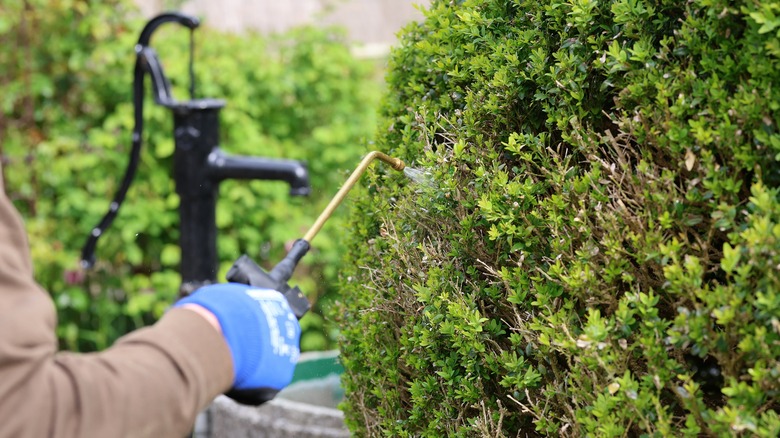 person spray insecticide on a boxwood