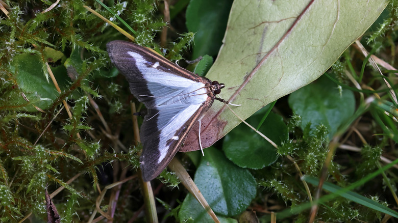 box tree moth