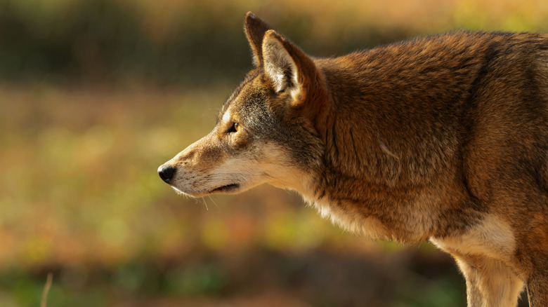 American red wolf