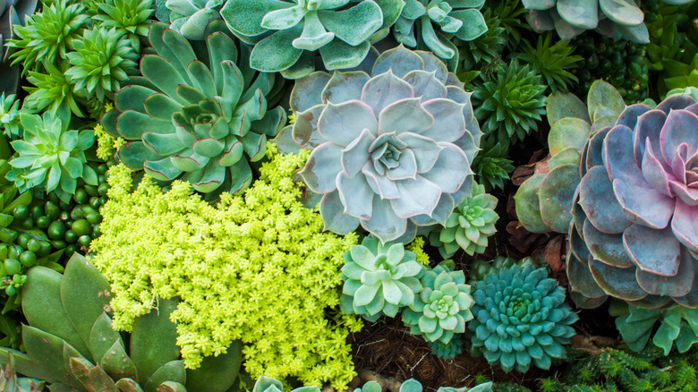 A variety of succulents in the garden