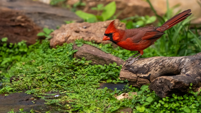 A cardinal perching on a branch in nature