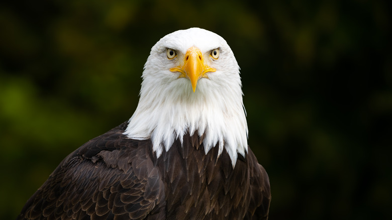 Balding eagle looking straight ahead