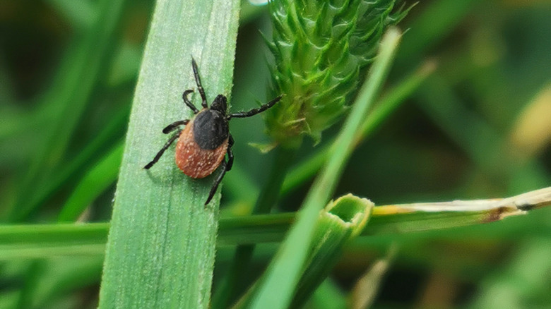 closeup of a red and black tick on a blade of grass