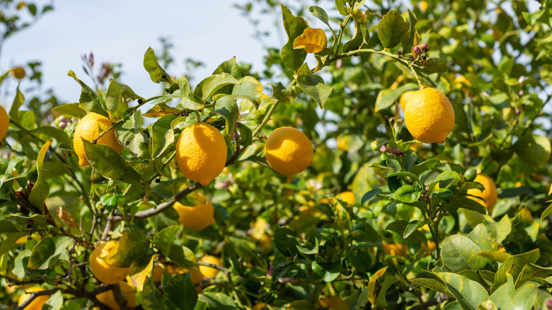 Branch of a lemon tree with lemons