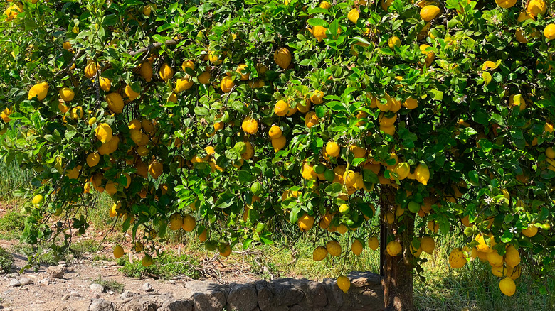 A lemon tree full of lemons