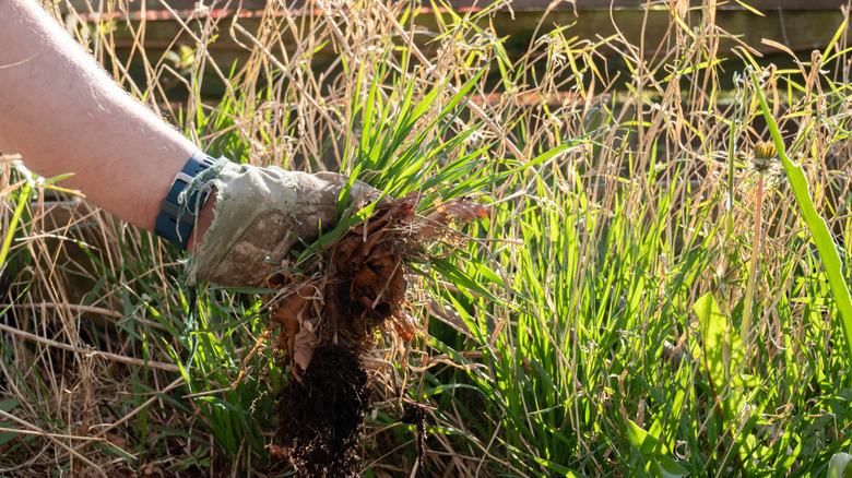 Person pulling tall weeds by hand