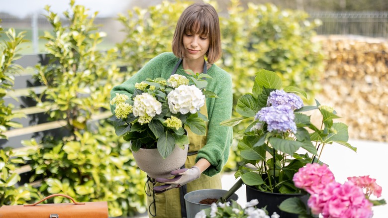Woman carrying potted hydrangeas