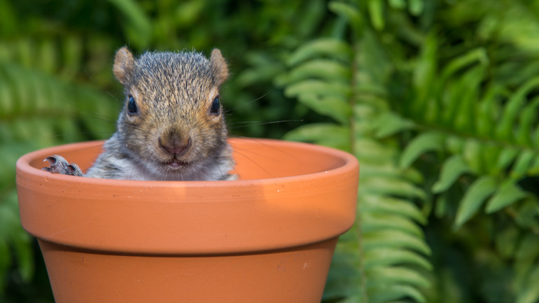 Squirrel in clay garden pot