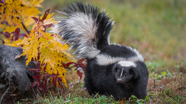 Skunk with tail up