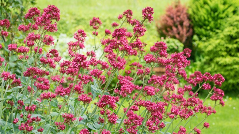 Red valerian flowers in a yard with green grass and bushes.