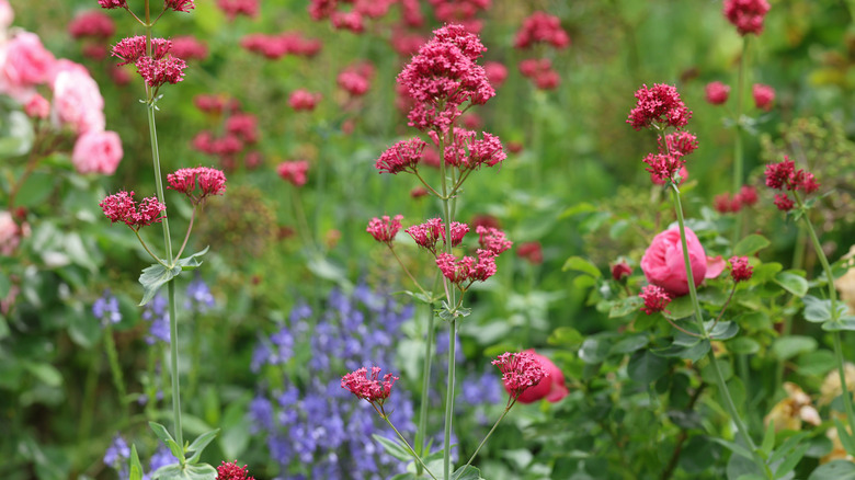 Red valerian, roses, and sage plants growing together