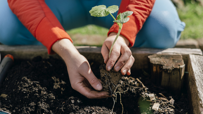 a gardener places a plant in a raised garden bed