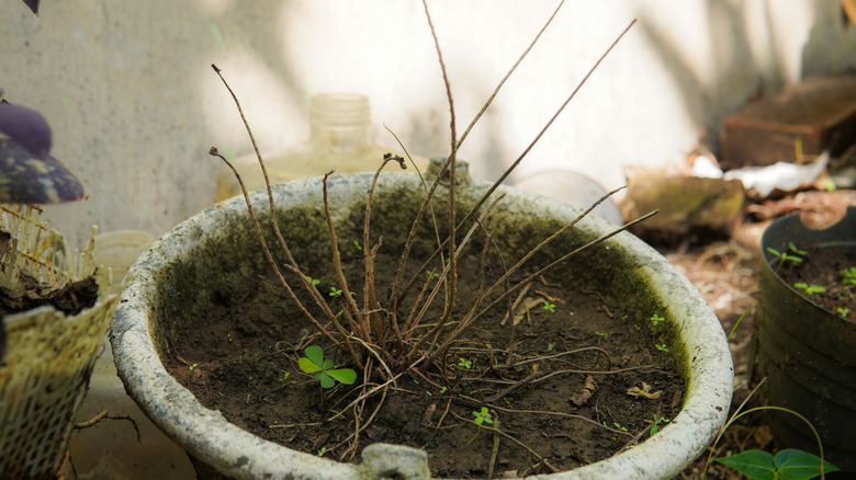 pot filled with old soil and a dead plant