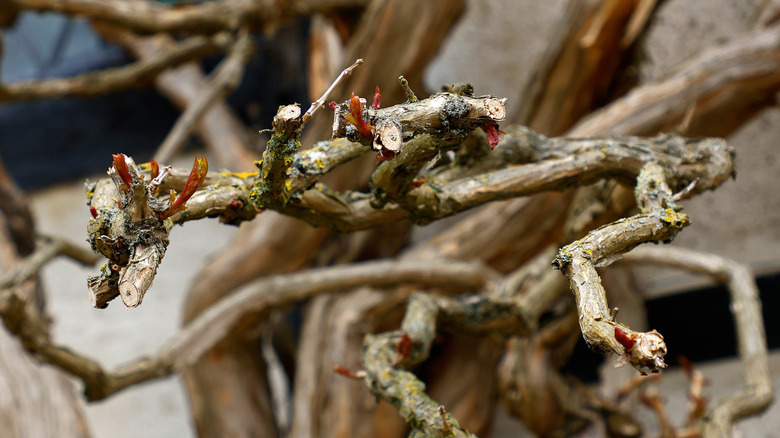 dormant branch showing new growth