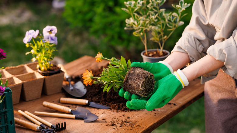 A home gardener prepares plants to get repotted