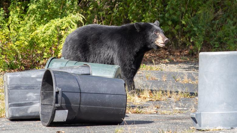 bear near trash cans