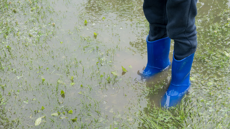 Pair of legs in rainboots standing in pooled water on grass