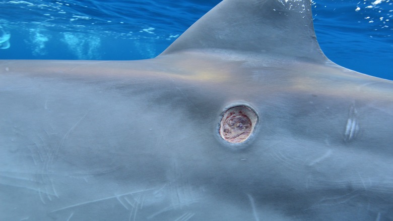 wound inflicted by a cookiecutter shark on a dolphin