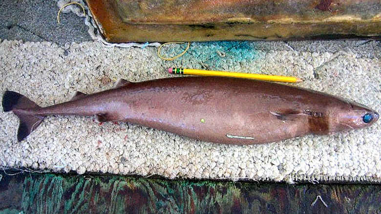 cookiecutter shark next to pencil