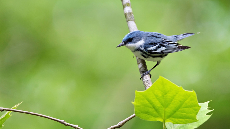 Male cerulean warbler on a sycamore branch