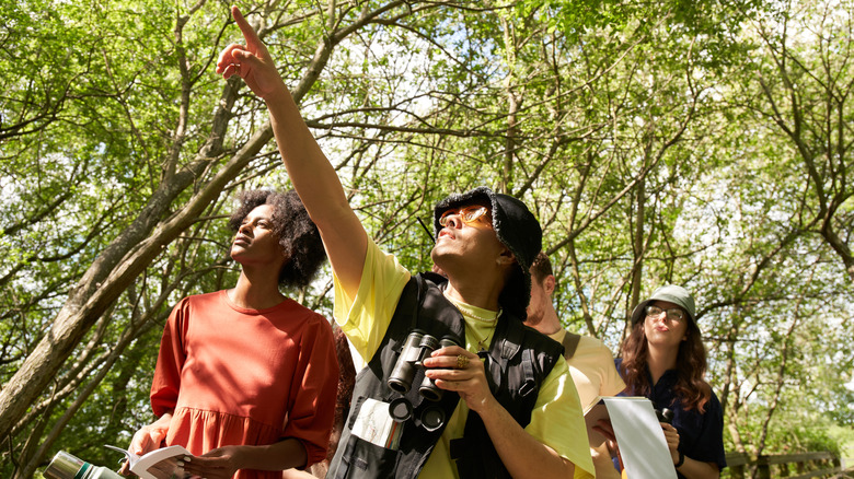 A group spots a bird in the trees