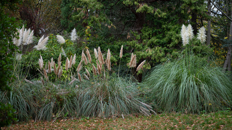 Pampas grass growing around perimeter of yard