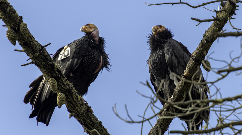 pair of california condors at standing on branches