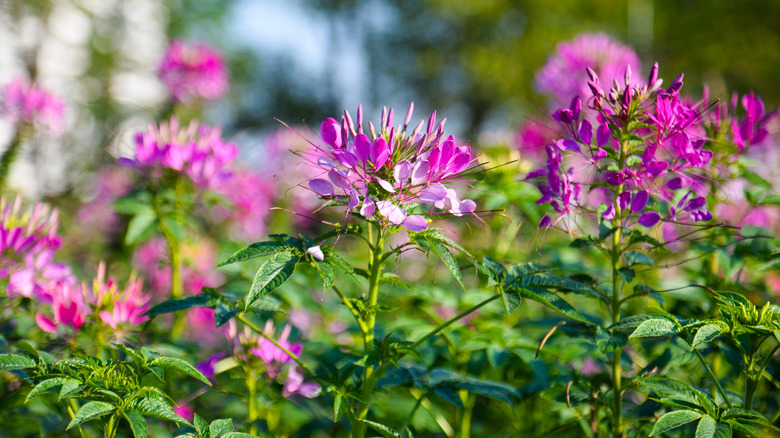 Spider flower (Cleome hassleriana) in bloom