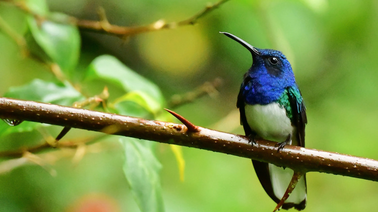Hummingbird sitting on a branch