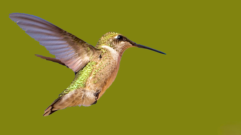 The Spiky Flowered Plant Hummingbirds Can't Resist