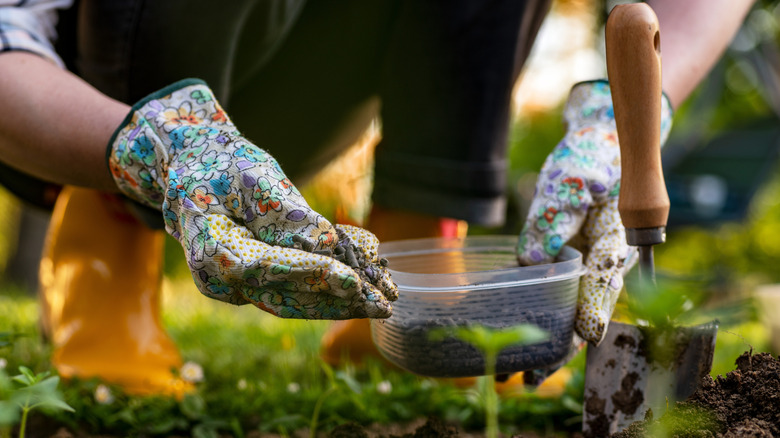 Hands placing hen manure pellets into soil