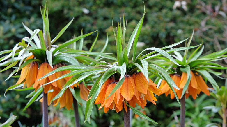 Orange crown imperial flowers