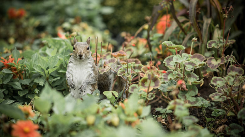Squirrel in the garden