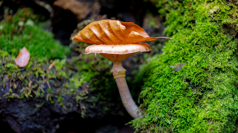 Honey mushroom and leaf